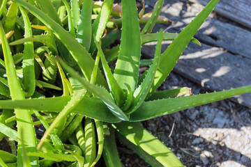 Close up fresh green aloe vera plant in the herb garden.