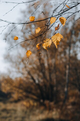 autumn in the forest
