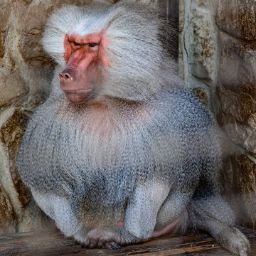 baboon hamadryad in the zoo, the life of an animal in captivity.