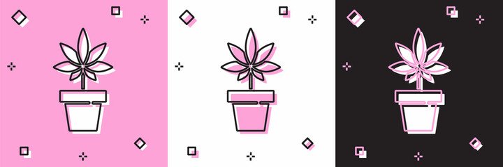 Set Medical marijuana or cannabis plant in pot icon isolated on pink and white, black background. Marijuana growing concept. Hemp potted plant. Vector Illustration