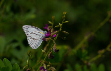 tropical white butterfly perched on leaves in the forest