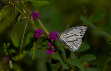 tropical white butterfly perched on leaves in the forest