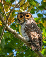 Spotted Wood Owl perching on tree branch