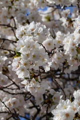妙蓮寺門前の桜