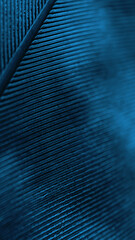 Flight feather of a bird close-up. Dark blue tinted natural vertical background. Mobile phone wallpaper with a rhythmic patterns. Macro