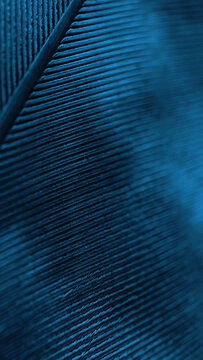 Fototapeta Flight feather of a bird close-up. Dark blue tinted natural vertical background. Mobile phone wallpaper with a rhythmic patterns. Macro
