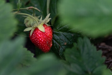 Strawberry plant with ripe red fruit. Close-up view. Spring fruit cultivation in your own garden and natural nutrition.