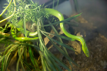 Close up of Red-tailed Racer Snake (Gonyosoma oxycephalum) at the Zoo.