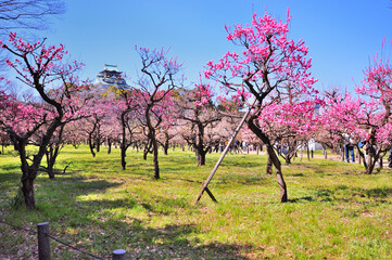 梅林と大阪城と青空