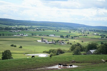 Obraz premium landscape with cows