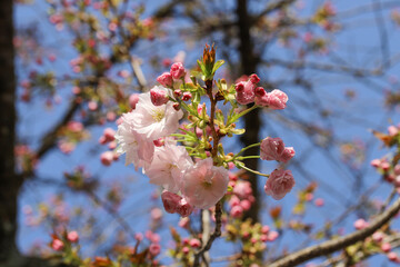 白峯神宮の八重桜