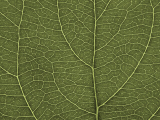 Leaf of fruit tree close up. Green mosaic pattern of veins and plant cells. Abstract tinted background or wallpaper. Macro
