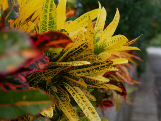 沖縄クロトンの葉