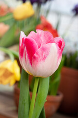 One Pink and White tulip on background of defocused garden. A spring background with the growing tulips a close up vertically for postcard or design. Tulipa. Selective focus.