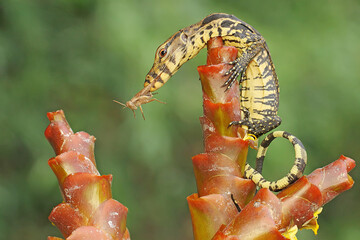 A young salvator monitor lizard preying on a grasshopper. This reptile has the scientific name...