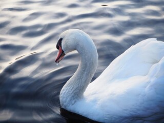 White swan in the  lake at the dawn. Morning lights. Dreamy background. Beautiful swan. Cygnus. Romance of white swan with clear beautiful landscape.