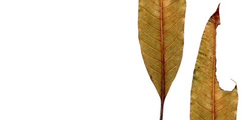  leaf isolated on white background