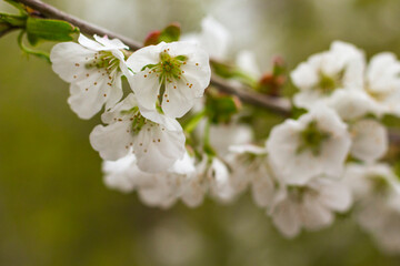 tree blossom, flowers