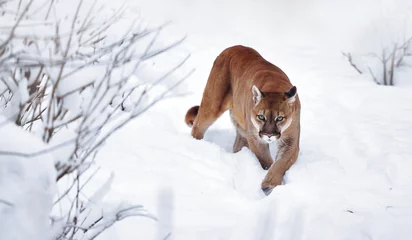 Tuinposter Puma in the winter woods, Mountain Lion look. Mountain lion hunts in a snowy forest. Wild cat on snow. Eyes of a predator stalking prey. Portrait of a big cat © EvgeniyQW