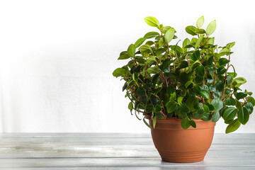 A pot with a peperomia pereskiifolia plant. Fashionable detail of a houseplant on a white background.