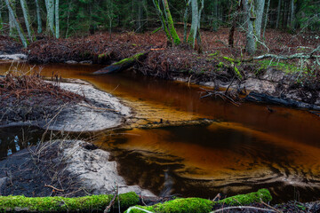 A small forest stream with sandstone outcrops