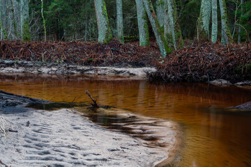 A small forest stream with sandstone outcrops