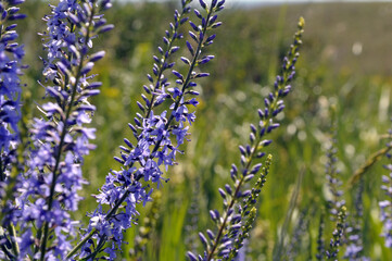 lavender field in region