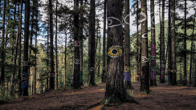 Oma forest is a work of art created by Agustin Ibarrola, a Basque sculptor and painter.