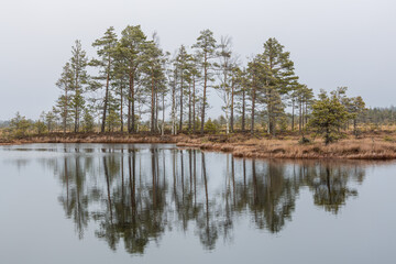 Foggy Morning in Nigula National Park