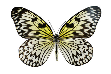 Rice paper butterfly on white background. Butterfly isolate