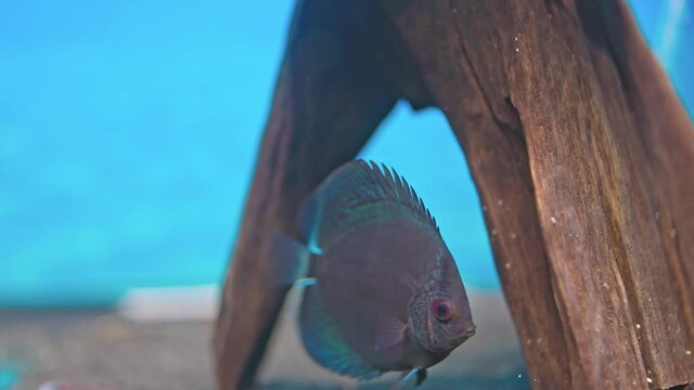 Beautiful view of blue snakeskin discus fish cichlid swimming in aquarium. Tropical fishes. Hobby concept. Sweden.