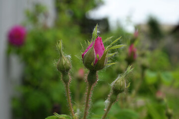 red poppy flower