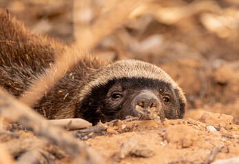 Sleepy Honey Badger in the Kgalagadi