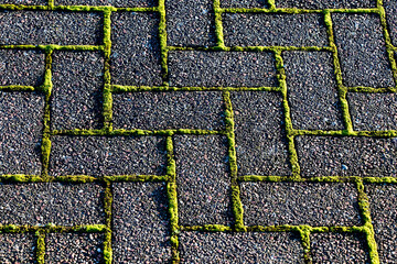 Moss Growing Between Concrete Paving Blocks on a Patio - 479186219