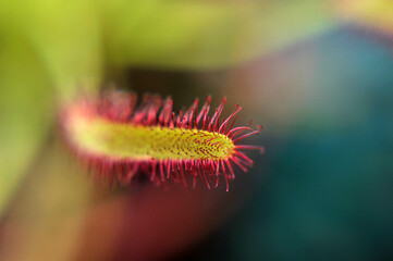 close up of a flower