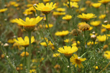 field of dandelions