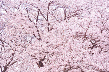一面に広がる満開の桜