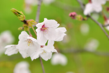 緑の背景と白い大島桜の接写イメージ