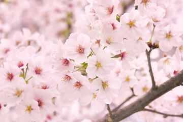 Fototapeta na wymiar 満開になったパステル調の桜のイメージ