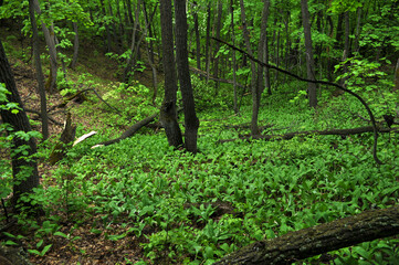 Fototapeta premium green forest in spring