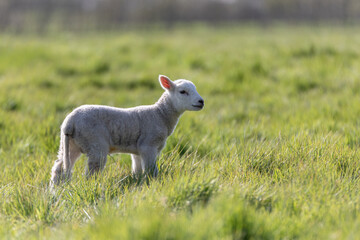 Springs lambs in the Suffolk countryside in the bright springtime sun