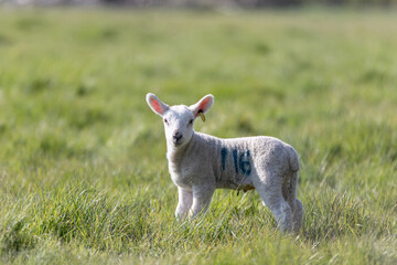 Naklejka na ściany i meble Springs lambs in the Suffolk countryside in the bright springtime sun