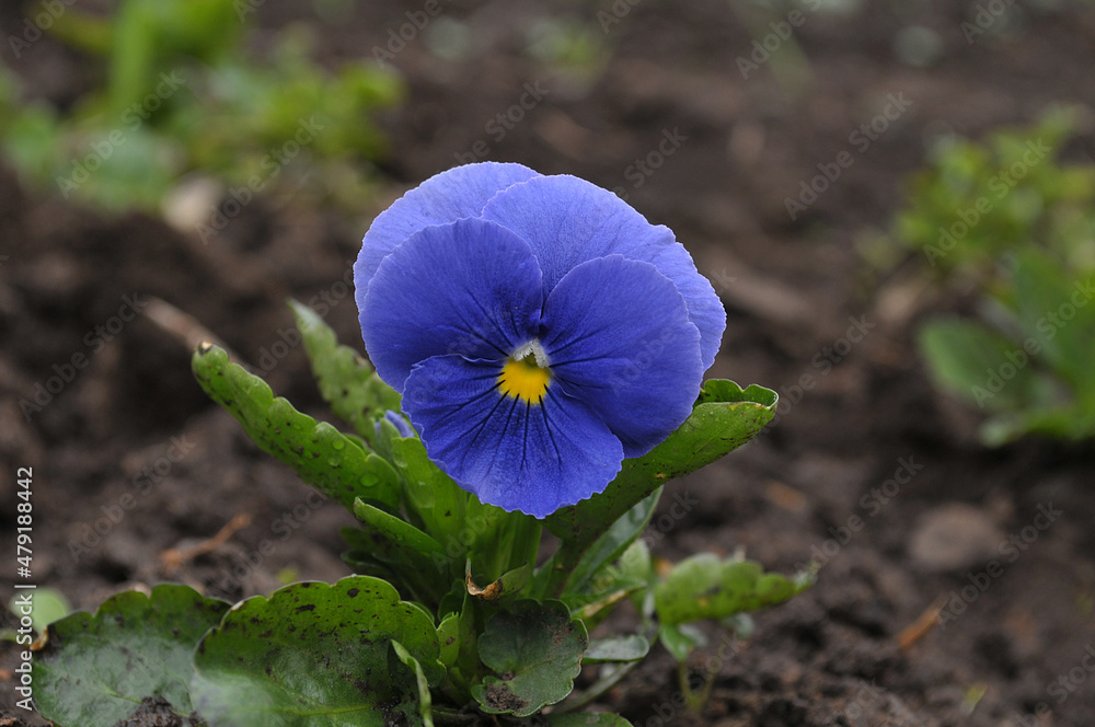 Sticker blue flower in the garden