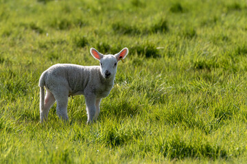 Springs lambs in the Suffolk countryside in the bright springtime sun