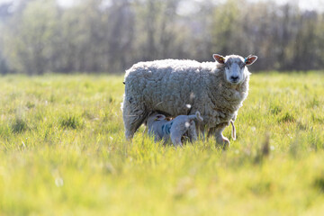 A mother ewe and her newborn lamb in the Suffolk countryside in the bright springtime sun