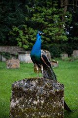 peacock on a gravestone
