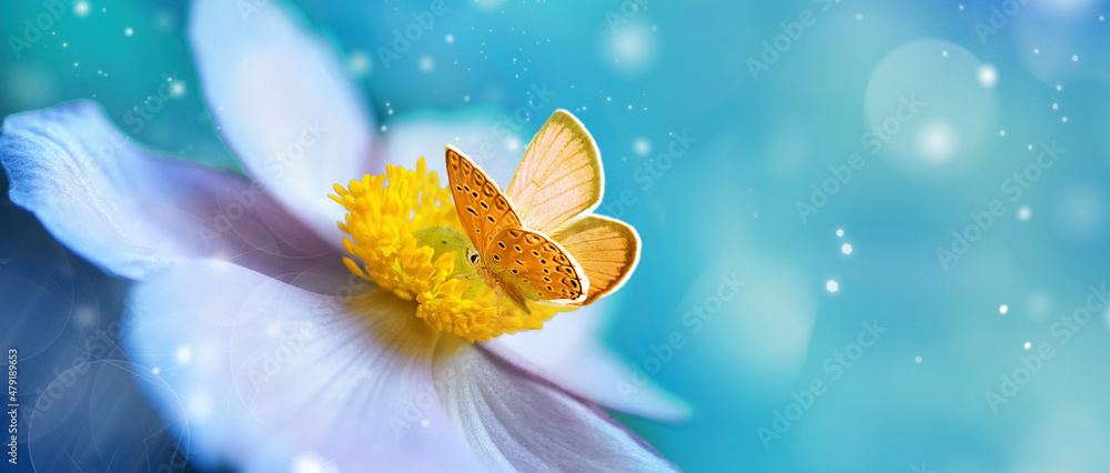 Aufkleber Detail with shallow focus of white anemone flower with yellow stamens and butterfly in nature macro on background of blue sky with beautiful bokeh. Delicate artistic image of beauty of nature.