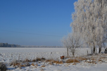 snow covered trees