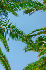 Fototapeta na wymiar Tropical palm leaves background. Summer holiday concept