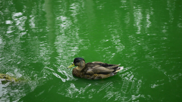 Female Duck swimming in green water lake